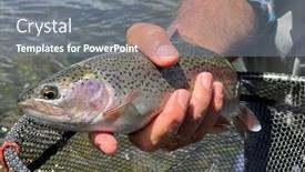  Presentation with trout - Slides featuring catch-of-a-beautiful-rainbow background and a gray colored foreground