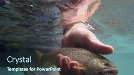  Presentation with trout - Cool new presentation design with catch-of-a-brown-fly backdrop and a tawny brown colored foreground