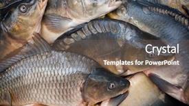  Presentation with fish - PPT layouts featuring  background and a  colored foreground