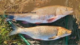  Presentation with fishing net - PPT theme having catch-of-fish-big-european background and a coral colored foreground