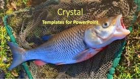  Presentation with fish net - Audience pleasing slides consisting of catch-of-fish-big-european backdrop and a tawny brown colored foreground