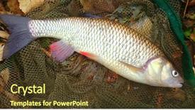  Presentation with fishing net - Theme with catch of fish big european background and a tawny brown colored foreground