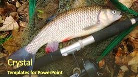  Presentation with fishing net - Slides having catch of fish big european background and a tawny brown colored foreground