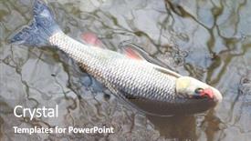  Presentation with big fish - Beautiful presentation theme featuring catch of fish european chub backdrop and a gray colored foreground