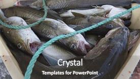  Presentation with norway - Amazing PPT layouts having catch of fish norway backdrop and a dark gray colored foreground