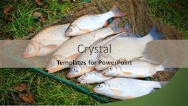 Presentation with fish net - PPT layouts having catch-of-fish-on-landing background and a soft green colored foreground