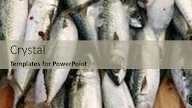 Presentation with sardines - Audience pleasing presentation theme consisting of catch-of-mediterranean-sardines backdrop and a light gray colored foreground