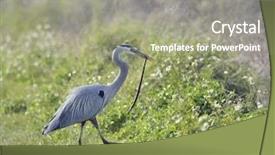  Presentation with wetland - Theme featuring catches a snake in florida background and a gray colored foreground