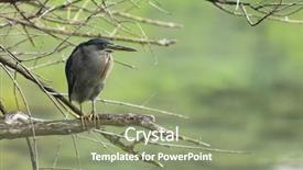  Presentation with animals nature - Cool new presentation with catching and eating food backdrop and a seafoam green colored foreground