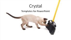  Presentation with cat - Beautiful presentation theme featuring catching baby - playful young siamese cat trying backdrop and a  colored foreground