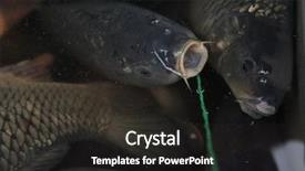  Presentation with christmas sale - PPT theme with catching breath - live carps cyprinus carpio background and a  colored foreground