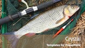  Presentation with crash landing on you - Audience pleasing PPT theme consisting of catching fish - big european chub squalius cephalus backdrop and a coral colored foreground