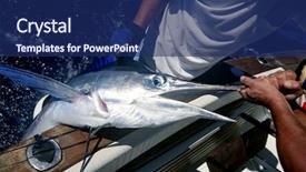  Presentation with release - Amazing presentation theme having catching fish - billfish white marlin catch backdrop and a navy blue colored foreground