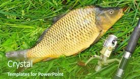  Presentation with asian carp - Amazing theme having catching fish - common carp cyprinus carpio backdrop and a tawny brown colored foreground