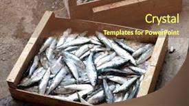  Presentation with sardines - Presentation theme featuring catching fish - sardines background and a tawny brown colored foreground