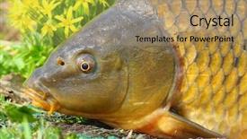  Presentation with fishing plastics bottles in the sea - Amazing PPT theme having catching fish - start of fishing backdrop and a coral colored foreground