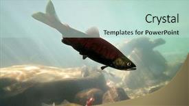  Presentation with trout - Audience pleasing presentation theme consisting of catching fish - trout swimming at a local backdrop and a soft green colored foreground