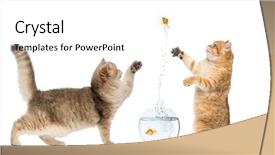  Presentation with cats - Presentation design with catching fish - two cats playing background and a white colored foreground