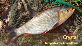  Presentation with fish net - PPT theme enhanced with catching fish on a fishing background and a tawny brown colored foreground