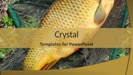  Presentation with fishing net - Slide set consisting of fishing season the common carp background and a yellow colored foreground