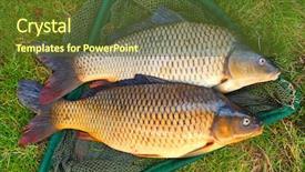  Presentation with fish net - Cool new presentation design with catching fish the common carp backdrop and a tawny brown colored foreground