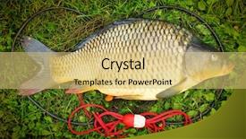  Presentation with colorful fancy carp fish koi - Presentation with catching fish the common carp background and a  colored foreground