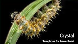  Presentation with caterpillar - Slide deck enhanced with catepillar - caterpillar crawling down on green background and a  colored foreground