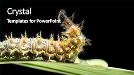  Presentation with green leaf - Audience pleasing PPT theme consisting of catepillar - caterpillar crawling on green leaf backdrop and a  colored foreground