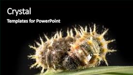  Presentation with caterpillar - Cool new PPT layouts with catepillar - caterpillar resting on green leaf backdrop and a black colored foreground