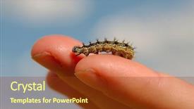  Presentation with caterpillar - Amazing slide deck having caterpilar - caterpillar crawling on human hand backdrop and a  colored foreground