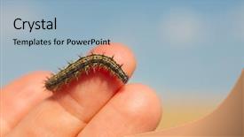  Presentation with caterpillar - Cool new slides with caterpilar - caterpillar crawling on human hand backdrop and a light blue colored foreground