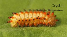  Presentation with caterpillar - Slide set with caterpilar - orange caterpillar on green leaf background and a gold colored foreground