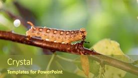  Presentation with hawk - PPT theme having caterpillar-bedstraw-hawk-moth-crawls background and a tawny brown colored foreground