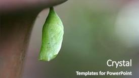  Presentation with pupa - Audience pleasing slides consisting of caterpillar cocoon butterfly - your own time a freshly backdrop and a tawny brown colored foreground