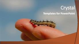  Presentation with caterpillar - Beautiful theme featuring caterpillar crawling on human hand backdrop and a seafoam green colored foreground