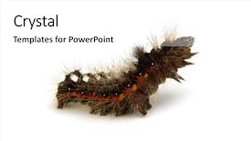  Presentation with caterpillar - Colorful slides enhanced with caterpillar isolated on a white background backdrop and a white colored foreground