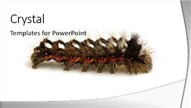 Presentation with caterpillar - Presentation featuring caterpillar-isolated-on-a-white background and a white colored foreground
