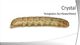  Presentation with caterpillar - Slide deck having caterpillar-isolated-on-a-white background and a white colored foreground
