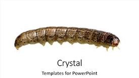  Presentation with caterpillar - Presentation design featuring caterpillar-isolated-on-a-white background and a white colored foreground