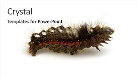  Presentation with caterpillar - Slide set consisting of caterpillar isolated on a white background background and a white colored foreground