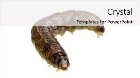  Presentation with caterpillar - Slide deck having caterpillar isolated on a white background background and a white colored foreground