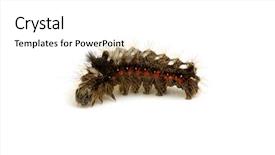  Presentation with caterpillar - Slide set with caterpillar isolated on a white background background and a white colored foreground