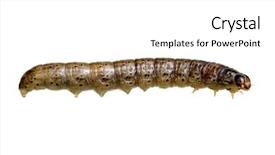 Presentation with caterpillar - Amazing slide deck having caterpillar isolated on a white backdrop and a white colored foreground