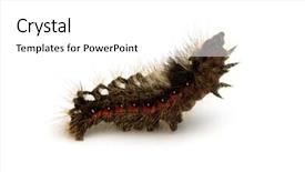  Presentation with caterpillar - Audience pleasing presentation design consisting of caterpillar isolated on a white background backdrop and a white colored foreground