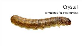  Presentation with caterpillar - Presentation theme featuring caterpillar-isolated-on-a-white background and a white colored foreground