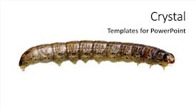  Presentation with caterpillar - Amazing presentation theme having caterpillar-isolated-on-a-white backdrop and a white colored foreground