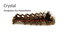 Presentation with caterpillar - Audience pleasing presentation design consisting of caterpillar isolated on a white background backdrop and a white colored foreground