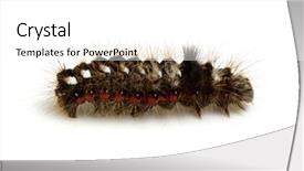  Presentation with caterpillar - Audience pleasing presentation design consisting of caterpillar isolated on a white background backdrop and a white colored foreground