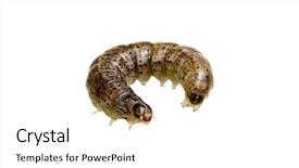  Presentation with caterpillar - Presentation featuring caterpillar isolated on a white background and a white colored foreground