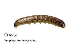  Presentation with caterpillar - PPT layouts enhanced with caterpillar isolated on a white background background and a white colored foreground